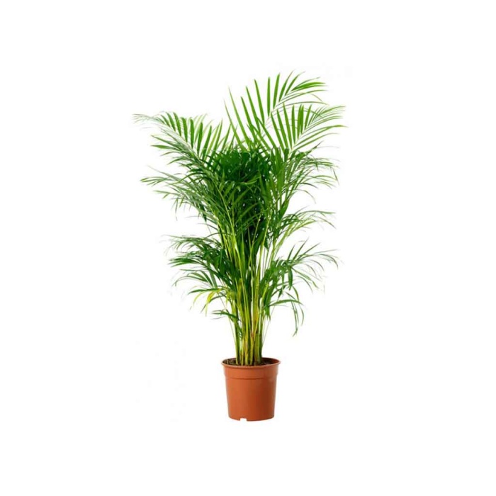 Areca Palmiye -  170 Cm Boyunda