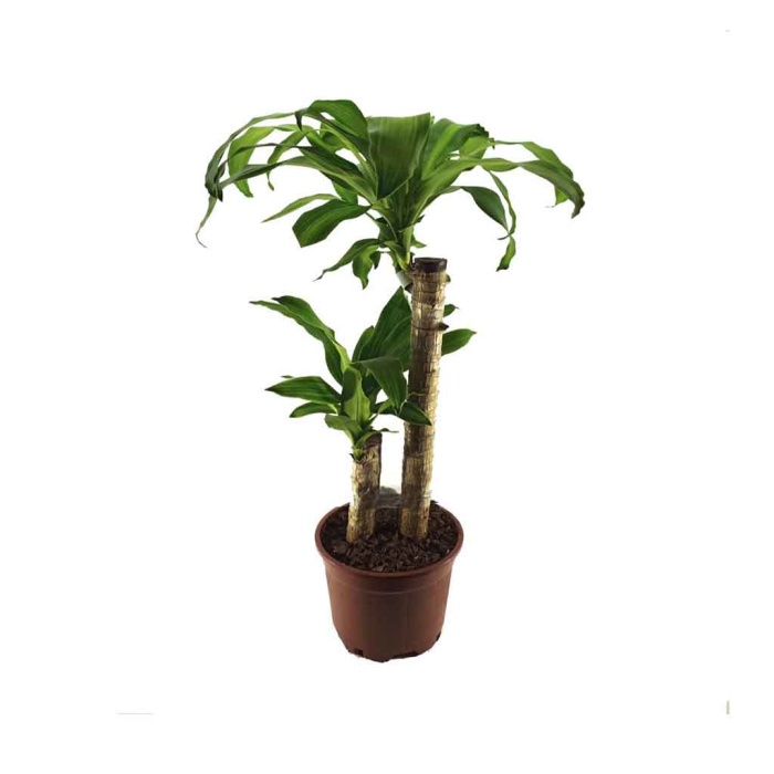 Dracena Massengena Yerli(23 Cm Saksıda)