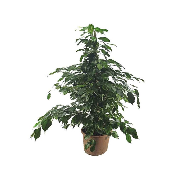 Ficus Benjamin (19 Cm Saksıda)