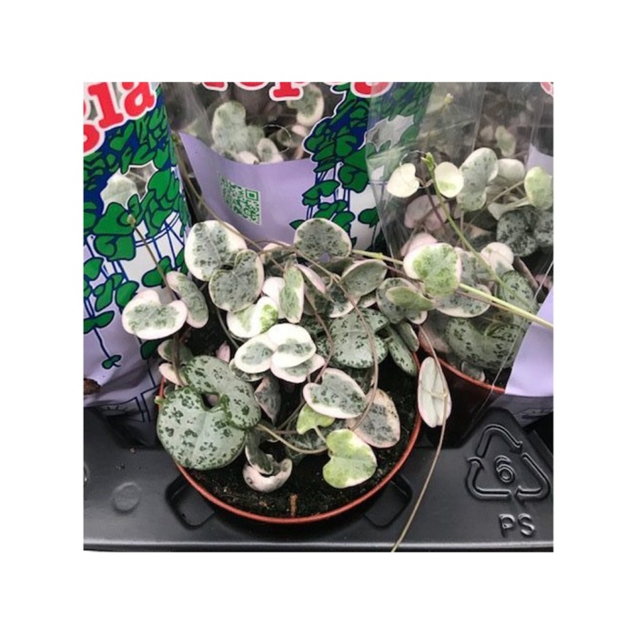 Ceropegia Wodii Kalp Kalbe Karşı Çiçeği (Pembe Yapraklı) - 8 Cm Plastik Saksıda