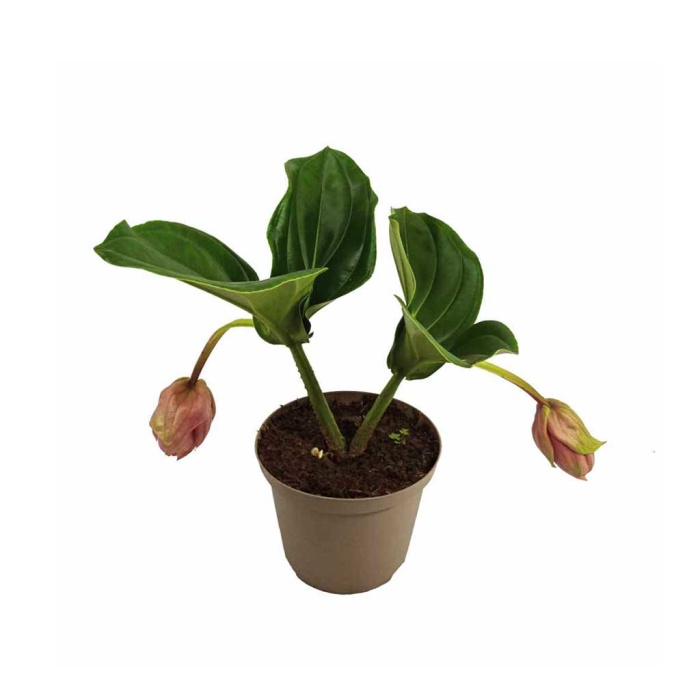 Medinilla (17 Cm Saksıda)