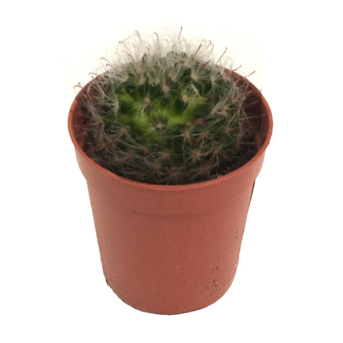 Mammillaria Bocasana (5,5 Cm Saksıda)