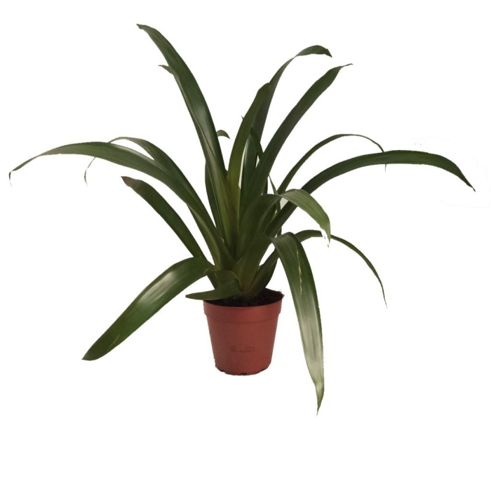 Çiçeksiz Guzmania (15 Cm Saksıda)