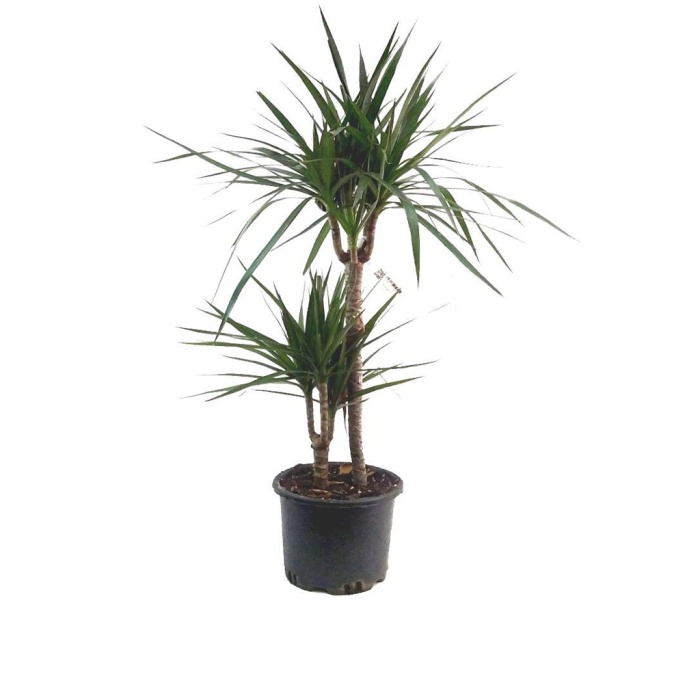 Dracaena Marginata (19 Cm Saksıda)