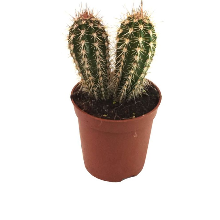 Echinocereus Engelmannii (8,5 Cm Saksıda)