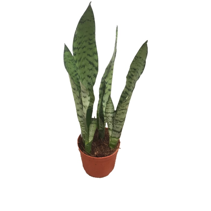 Sansevieria Aubrytiana Dragon (12 Cm Saksıda)