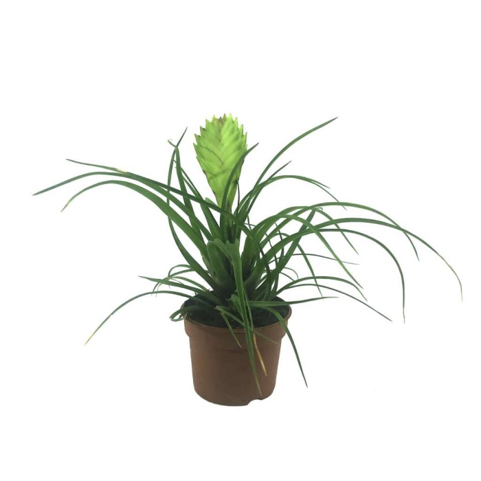 Tillandsia (5,5 Cm Saksıda)