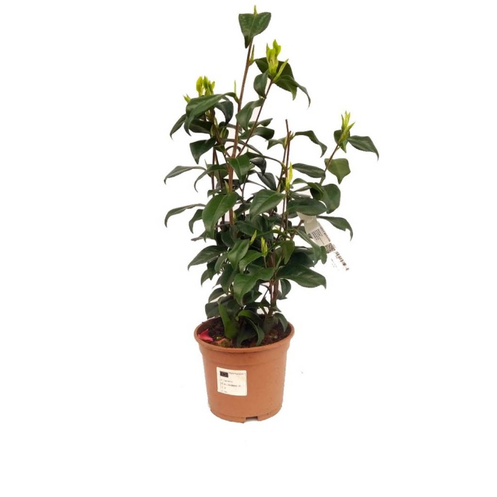 Camellia (Kamelya) Japonica (17 cm Saksıda)