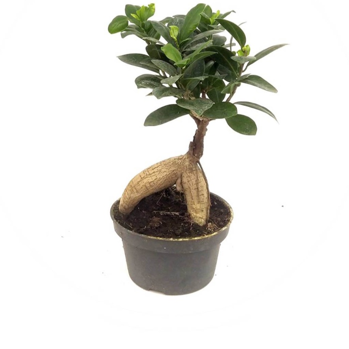 Ficus Bonsai (14 cm Saksıda)