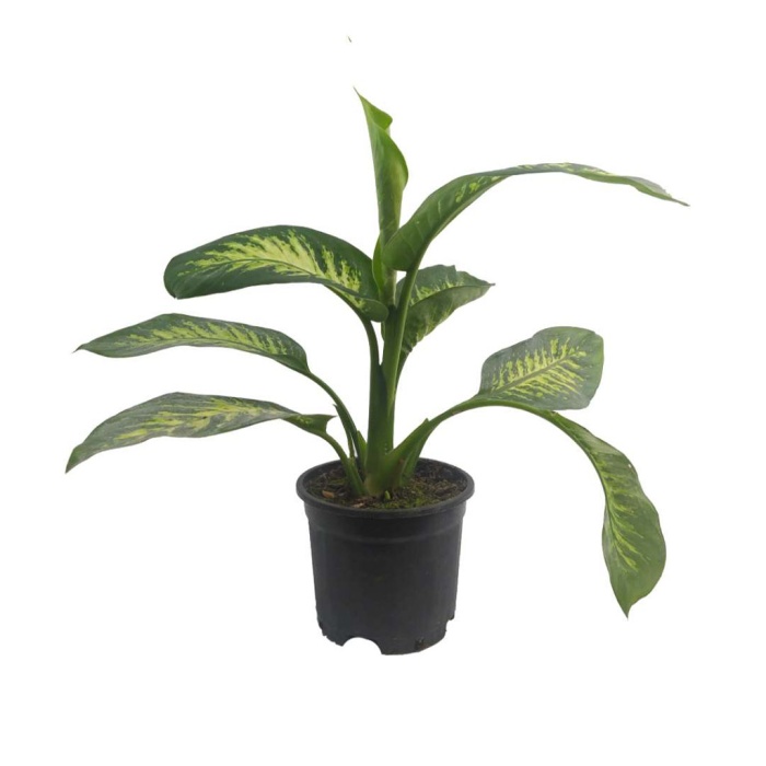 Dieffenbachia Snow (17 cm Saksıda)