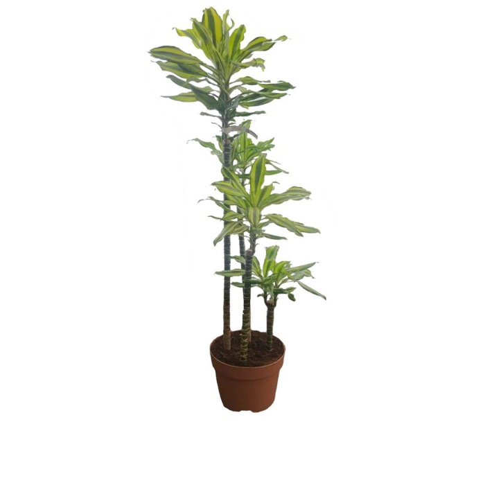 Dracaena Fragrans Cintho 4x1 (30 cm Saksıda)