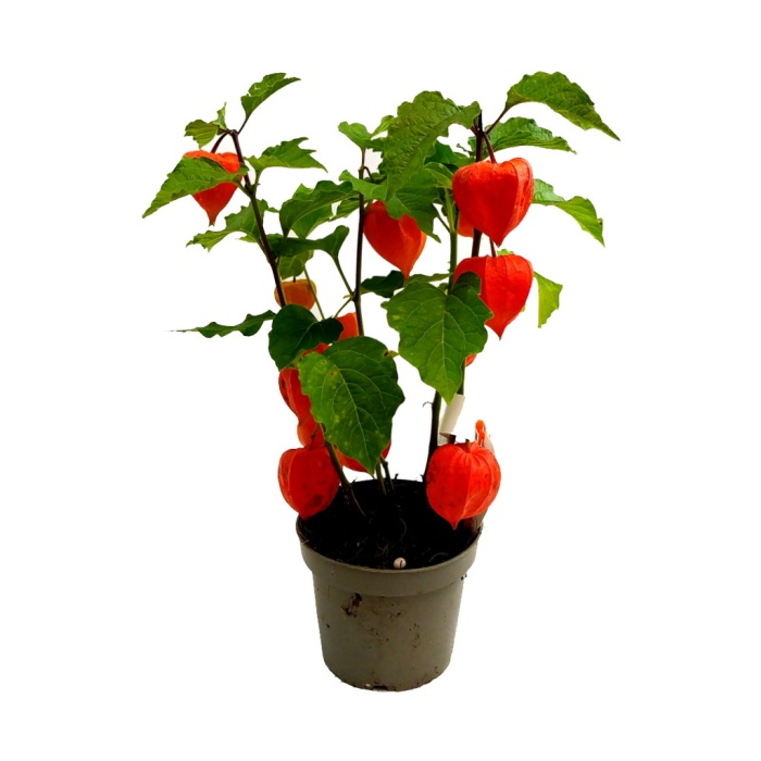 Physalis Yer Kirazı Altın Çilek (13 cm Saksıda)