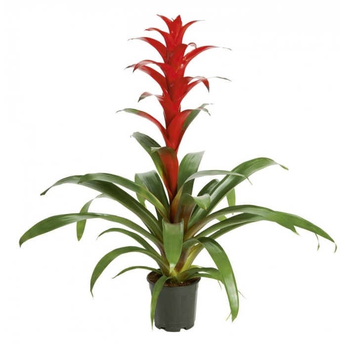 Guzmania-12 Cm Plastik Saksıda