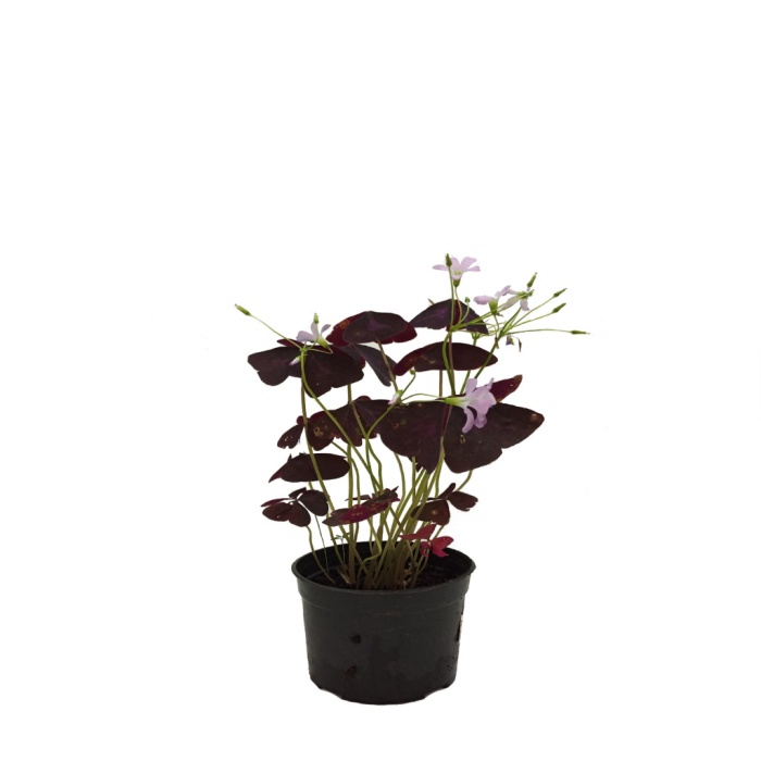 Oxalis - Süs Yoncası - 12 Cm Plastik Saksıda