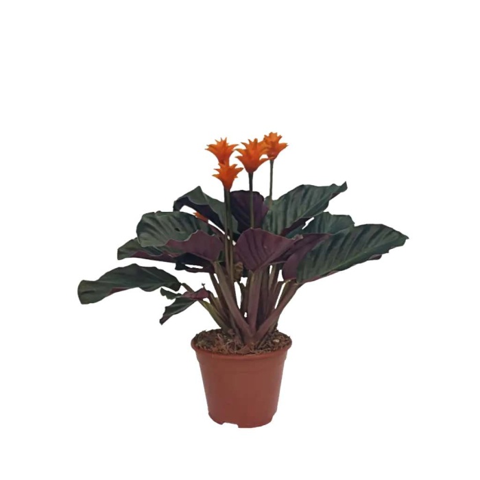 Calathea Crocata-14 Cm Plastik Saksıda