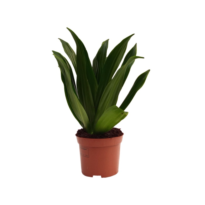 Dracaena Compacta - 12 Cm Plastik Saksıda