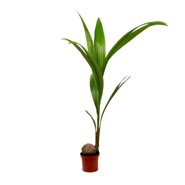 Cocos Palmiyesi - Cocos Palm 19 Cm Plastik Saksıda