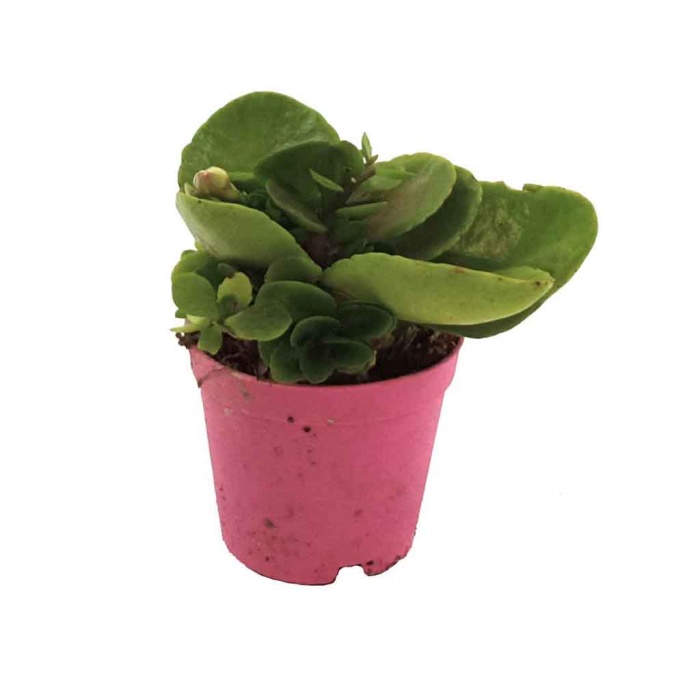 Çiçeksiz Kalanchoe (5,5 Cm Saksıda)