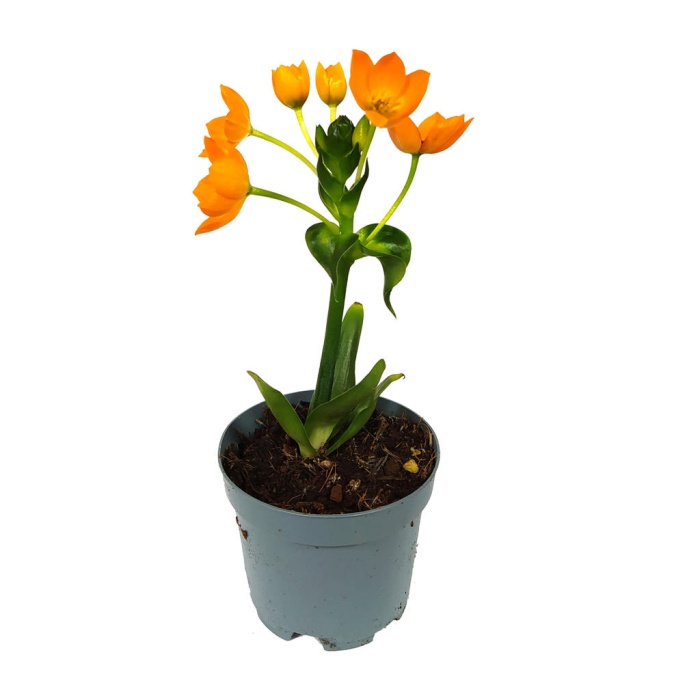 Ornithogalum Tükürük Otu 10,5 cm Saksıda