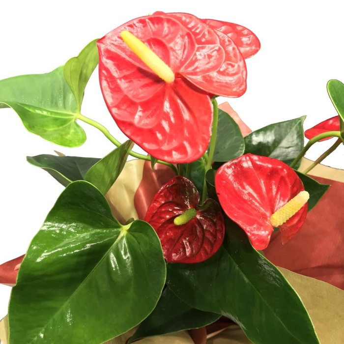 Anthurium(Antoryum) - Flamingo Çiçeği