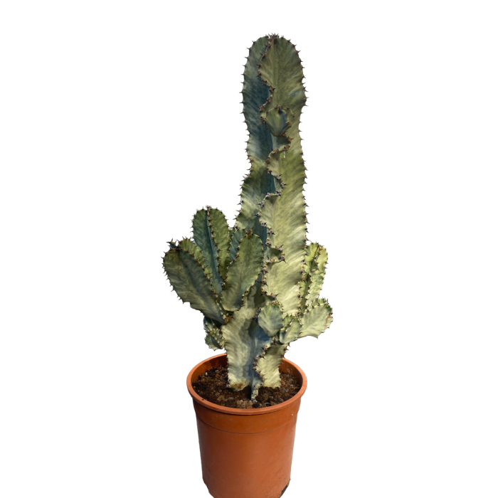 Euphorbia Ingens Variegata Marmorata Kaktüsü