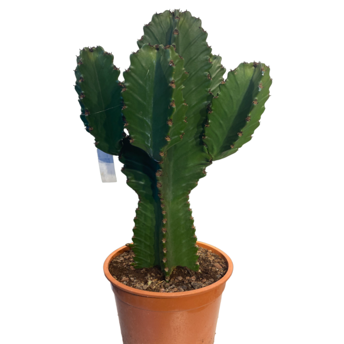 Euphorbia Ingens Dev Kaktüs