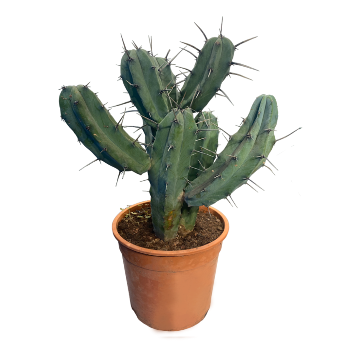 Myrtillocactus Dev Kaktüs