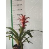 Guzmania Ostara, Guzmanya- Kırmızı Yıldız -  Guzmania Lingulata