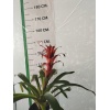 Guzmania Ostara, Guzmanya- Kırmızı Yıldız -  Guzmania Lingulata