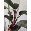 Philodendron Rojo Congo Salon Bitkisi