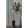 Saksıda Amerikan Fulu (plumeria Alba) Ağacı Fidanı(boy 70cm ile 100cm)