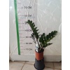 Zamia Çiçeği (Zeze - Zamioculcas Zamiifolia)