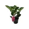 MEDİNE GÜLÜ ÇİÇEĞİ 2 ADET - Medinilla Magnifica HEDİYELİK EV BİTKİSİ