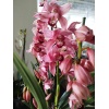 cymbidium orkide pembe renk