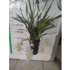 Beyaz sarkan çiçekli cybidium orkide