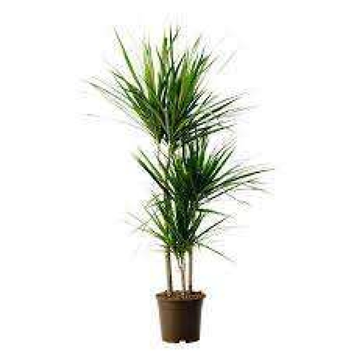 Marginata Dracena tekli Dikim(boy 1m)