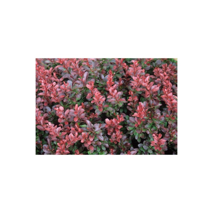 5 Adet Kırmızı Berberis(berberis Thunbergii) Kadın Tuzluğu 60-80