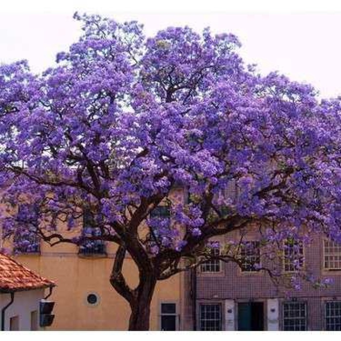 Dünyanın En Hızlı Büyüyen Ağacı Paulownia Fidanı(10 Adet Boy 20 İla 40cm )