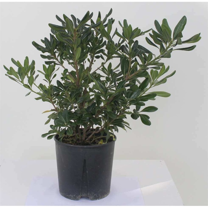 YIDIZ CALISI (Pittosporum 20-25 Cm (5adet)