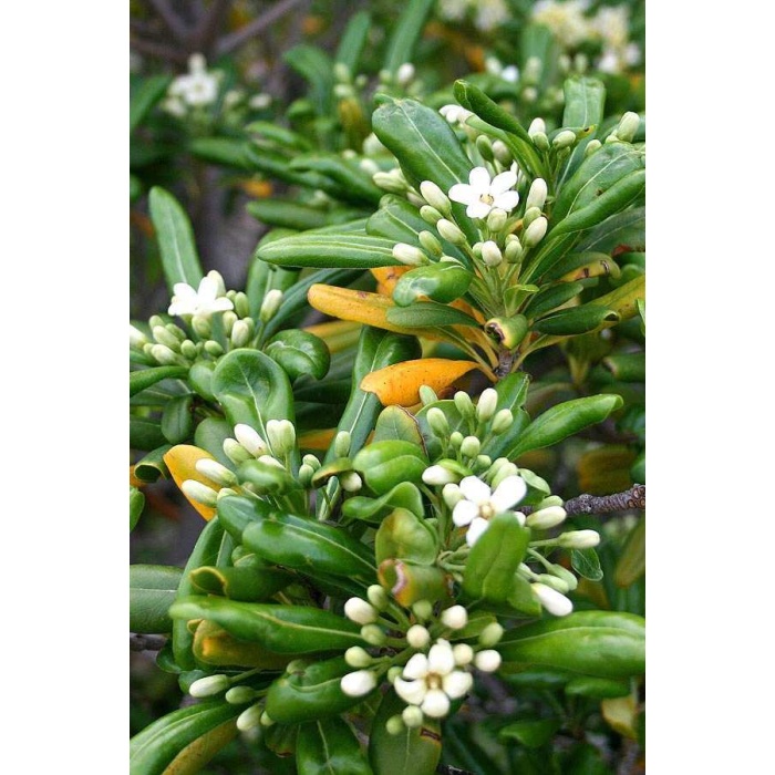 YIDIZ CALISI (Pittosporum 20-25 Cm (5adet)