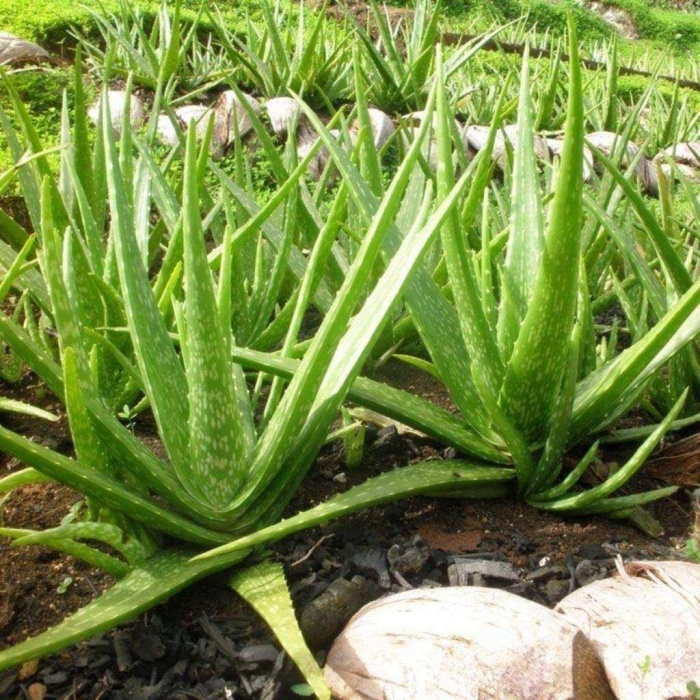 Tüplü Aromatik Aloe Vera(sarı Sabır) Fidanı