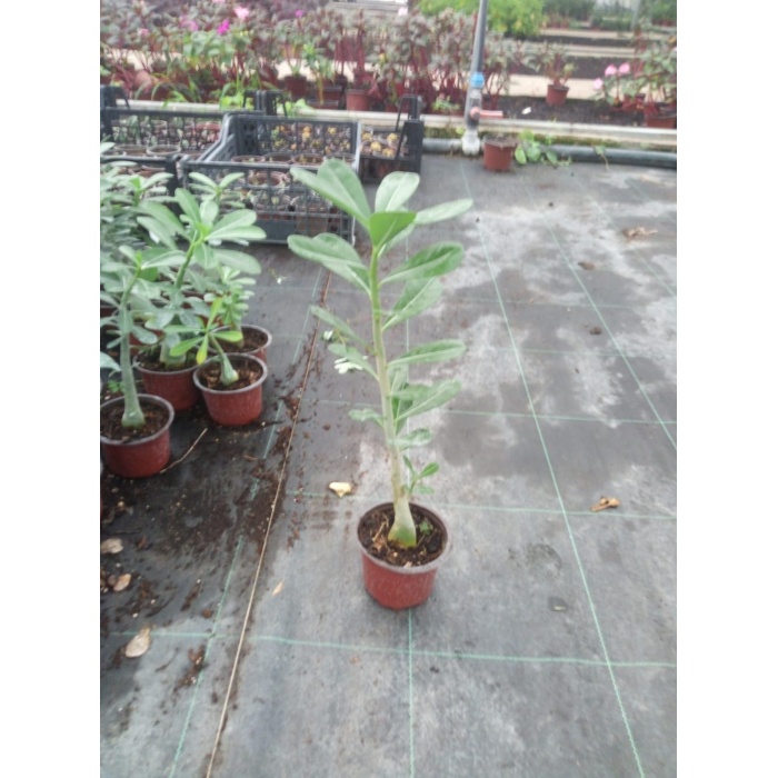 Adenium Obesum ( Desert Rose, Çöl Gülü ) 20 cm