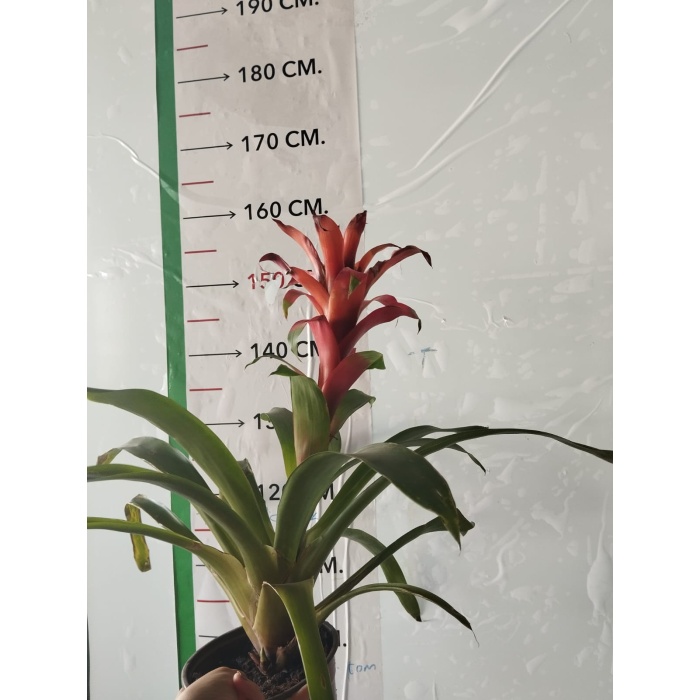 Guzmania Ostara, Guzmanya- Kırmızı Yıldız -  Guzmania Lingulata