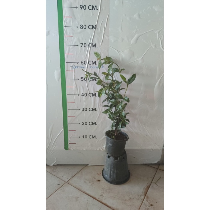 Kartopu Fidanı Yaprak Dökmeyen Viburnum tinus Eve Price, 20-40 cm Saksıda