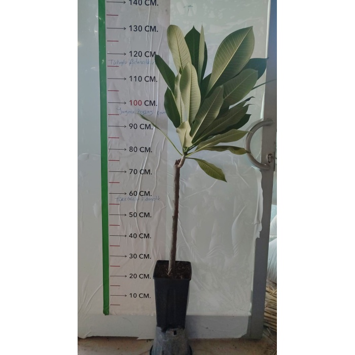 Saksıda Amerikan Fulu (plumeria Alba) Ağacı Fidanı(boy 70cm ile 100cm)