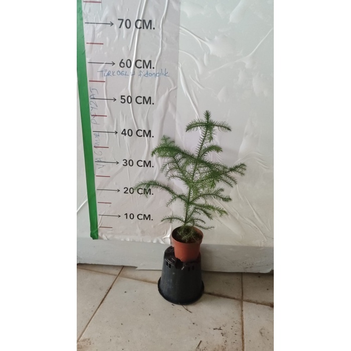 Arokarya Curvy Saksılı Mint Yeşili Salon Çamı 30cm Araucaria