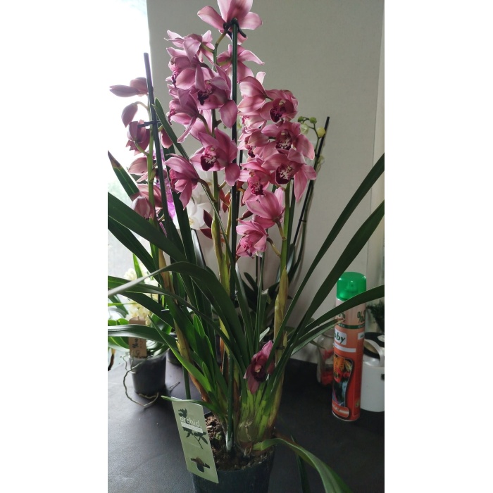 cymbidium orkide pembe renk