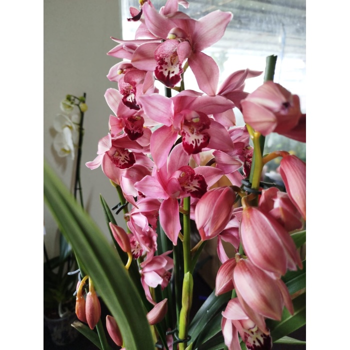 cymbidium orkide pembe renk