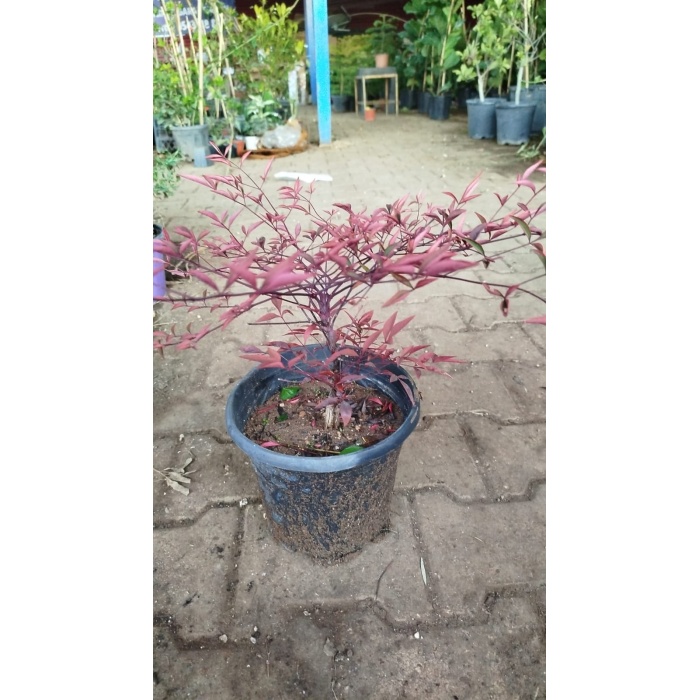 CENNET BAMBUSU (Nandina Domestica)