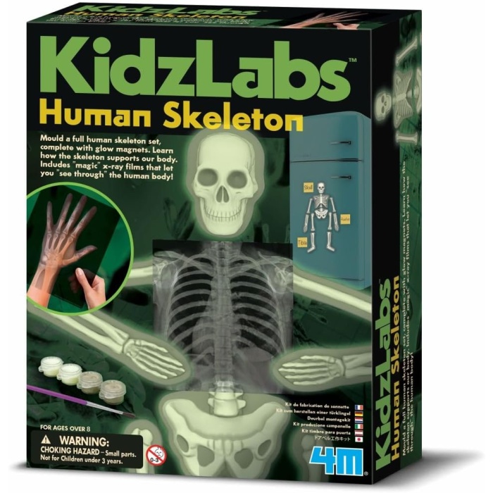 4M - KidzLabs, Parlayan İskelet (403375)